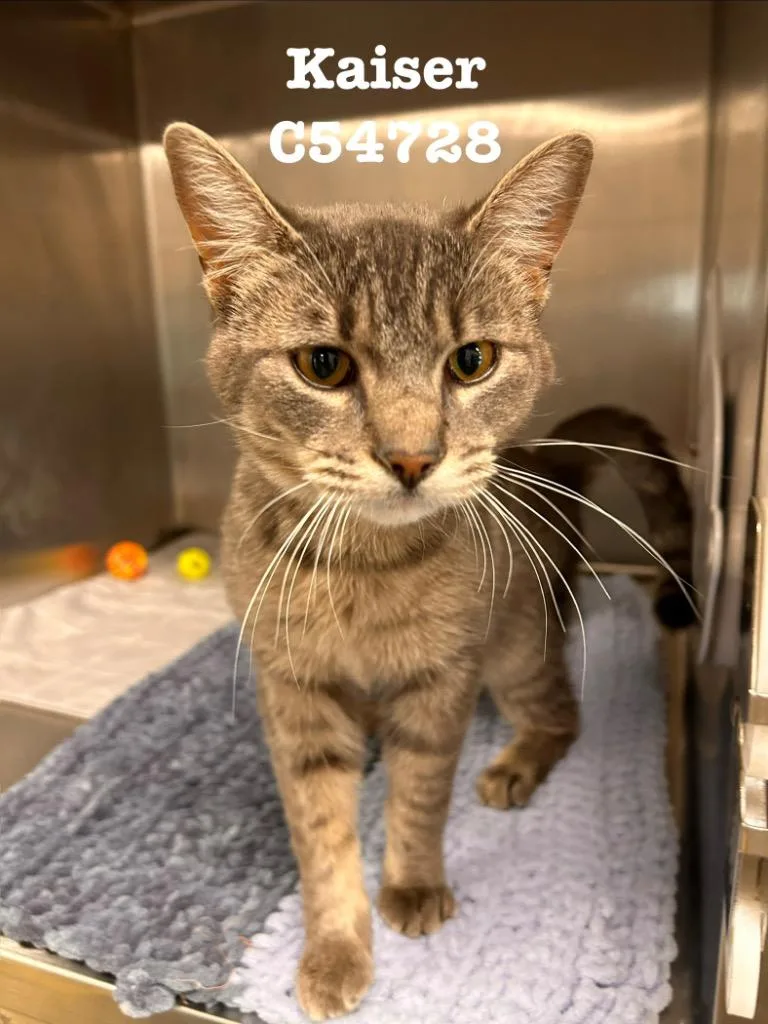 A young medium-sized male Domestic Short Hair cat named Kaiser for adoption in Clarksville, TN