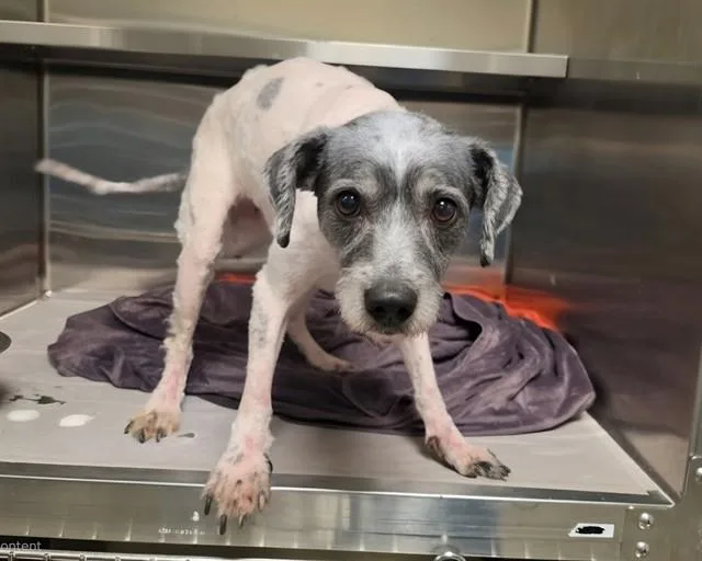 An adult small-sized male Poodle dog named Sam for adoption in Miami, FL