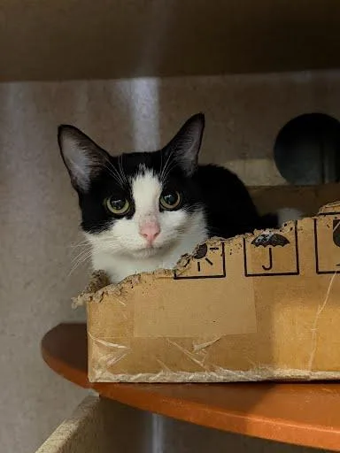 An adult medium-sized female Domestic Short Hair cat named Venus for adoption in Washington, DC