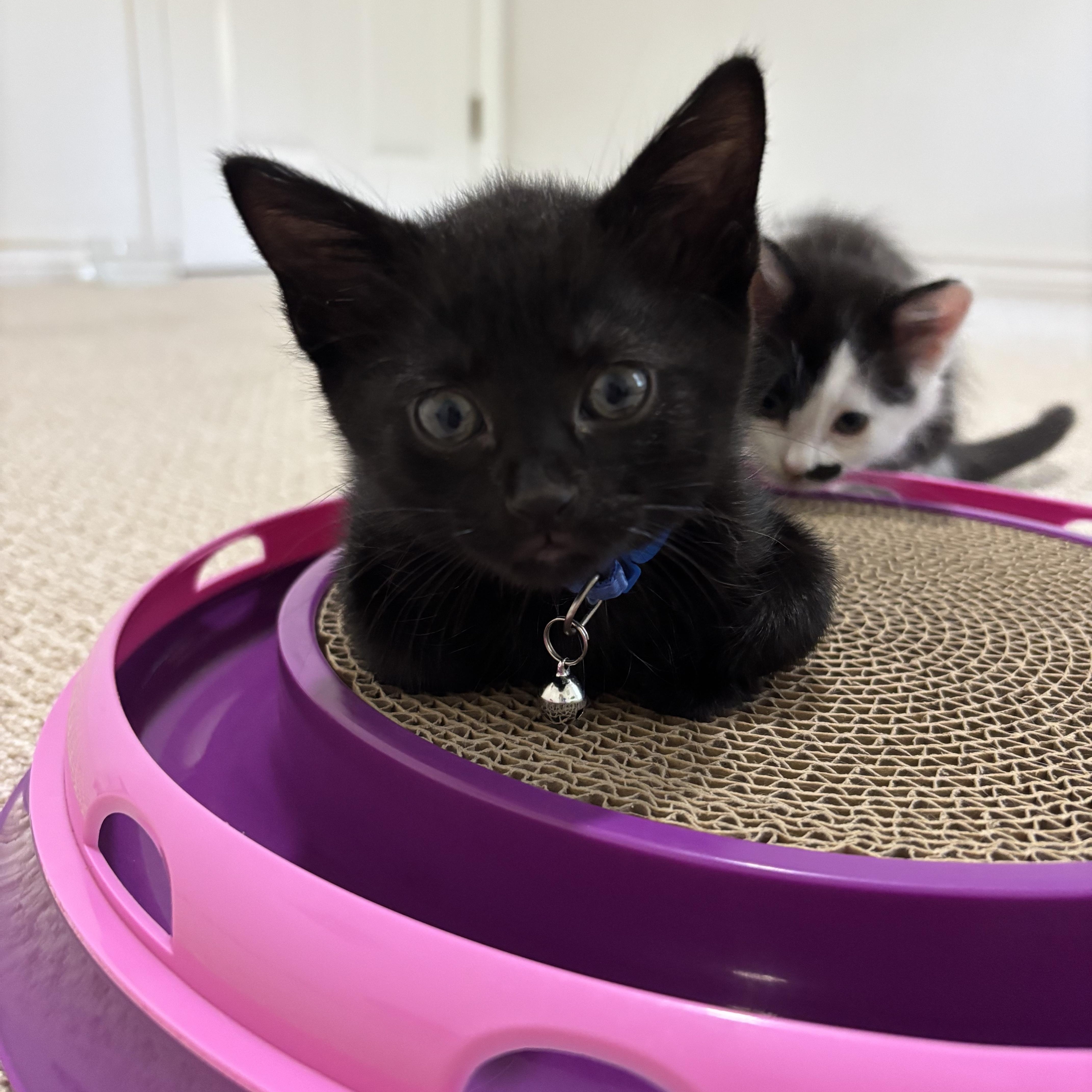 A baby medium-sized female Black Domestic Short Hair cat named Dr. Mohan for adoption in Bryan, TX
