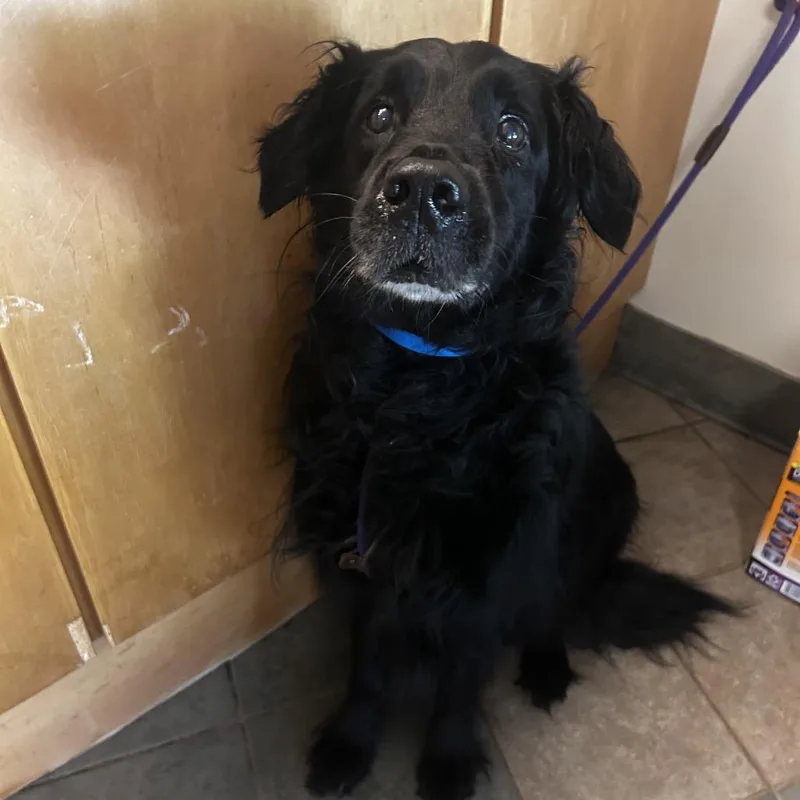 A senior large-sized male Black Mixed Breed dog named George for adoption in Chattanooga, TN