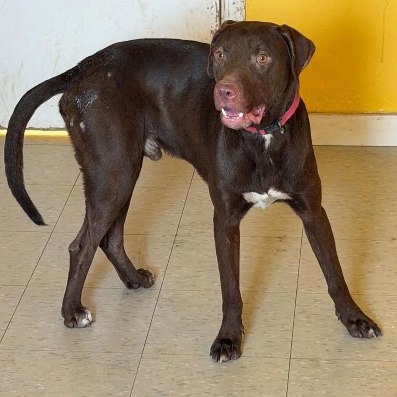 A young small-sized male Chocolate Labrador Retriever dog named Buck for adoption in Clarksdale, MS