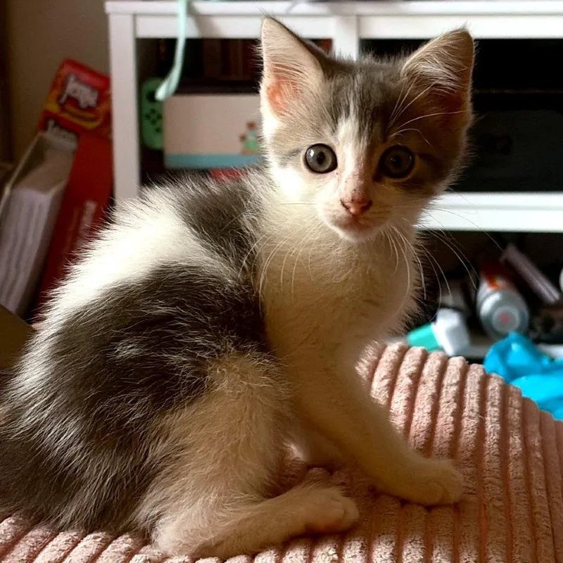 A baby small-sized male Gray / Blue / Silver Domestic Medium Hair cat named Bumblebee Tuna for adoption in Fredericksburg, VA