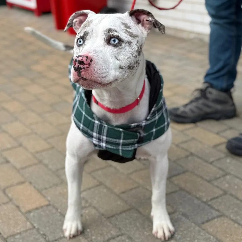 An adult large-sized female Pit Bull Terrier dog named Trixie for adoption in Bloomfield, CT
