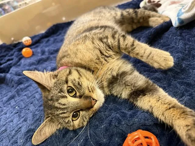 A young small-sized female Domestic Short Hair cat named Ollie for adoption in Saint Louis, MO