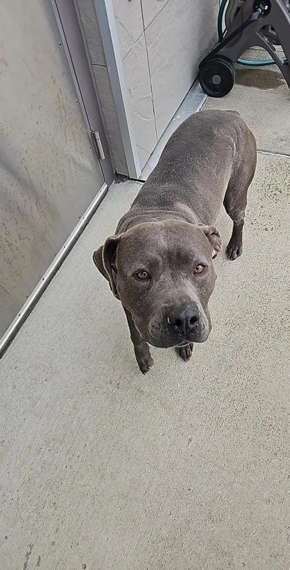 An adult large-sized female Pit Bull Terrier dog named Juniper for adoption in Westland, MI