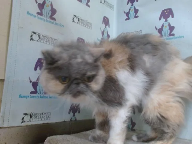 A senior small-sized female Exotic Shorthair cat named Squishy for adoption in Orlando, FL