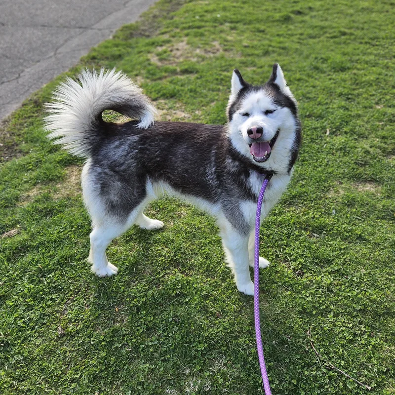 An adult medium-sized female Black Siberian Husky dog named Lyka for adoption in Bloomfield, CT