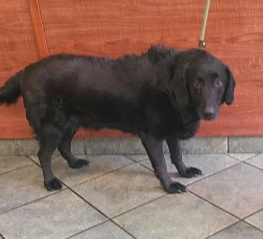 An adult medium-sized female Labrador Retriever dog named Ozzy  Bonded With for adoption in Hillside, IL
