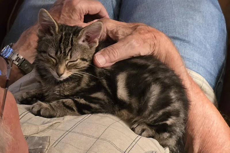 A baby medium-sized female Tabby (Brown / Chocolate) Domestic Short Hair cat named Remy for adoption in Lemoyne, PA