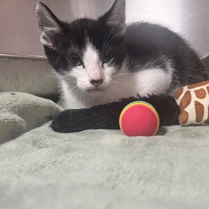 A baby small-sized female Black Domestic Short Hair cat named Onion Rings for adoption in Pensacola, FL