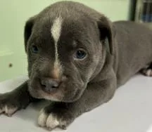 A baby large-sized male Mixed Breed dog named Bark for adoption in Savannah, GA