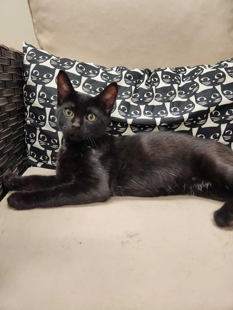 A baby medium-sized male Domestic Short Hair cat named Queso for adoption in Elmsford, NY
