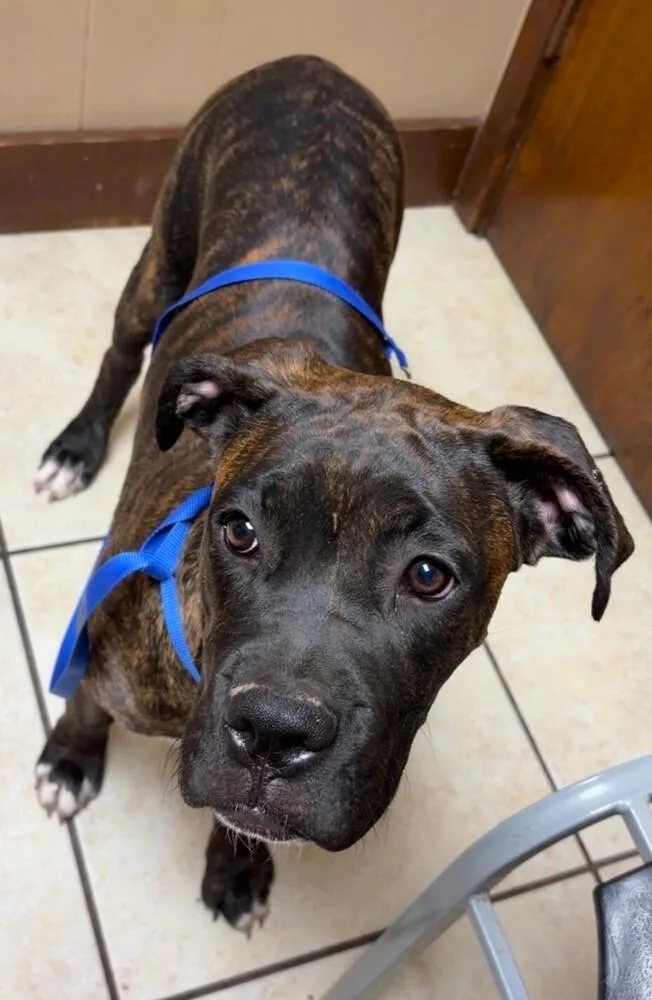 A baby small-sized female Brindle Boxer dog named Legacy for adoption in Hewitt, TX