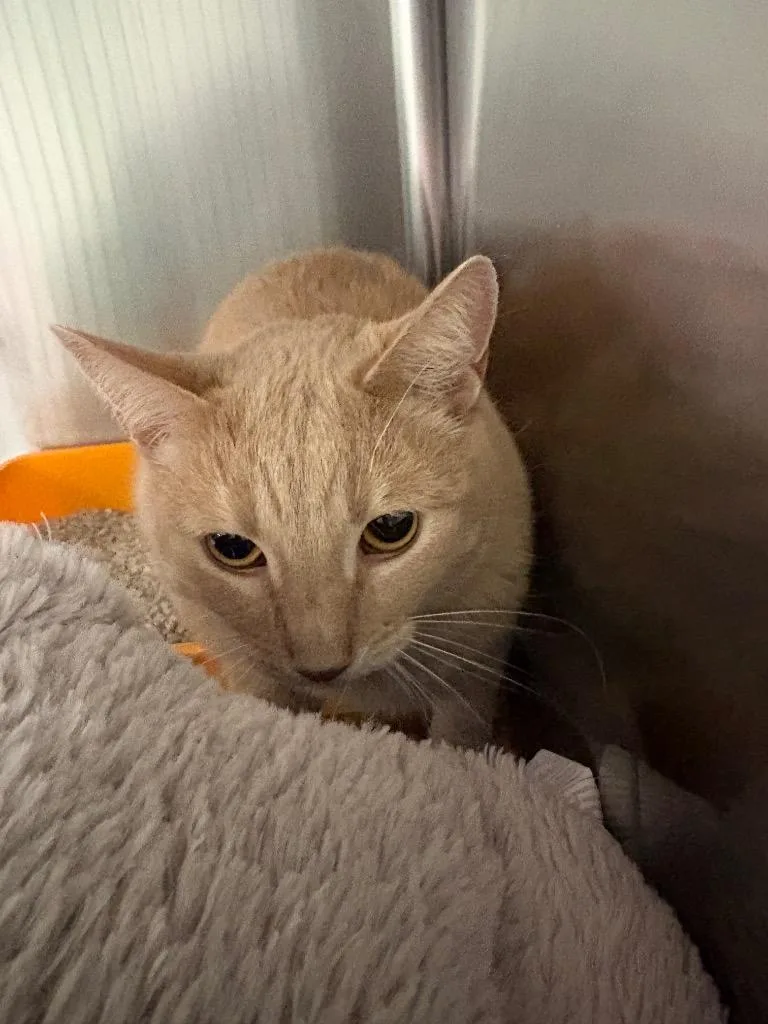 An adult large-sized male Domestic Short Hair cat named McGee for adoption in Twentynine Palms, CA