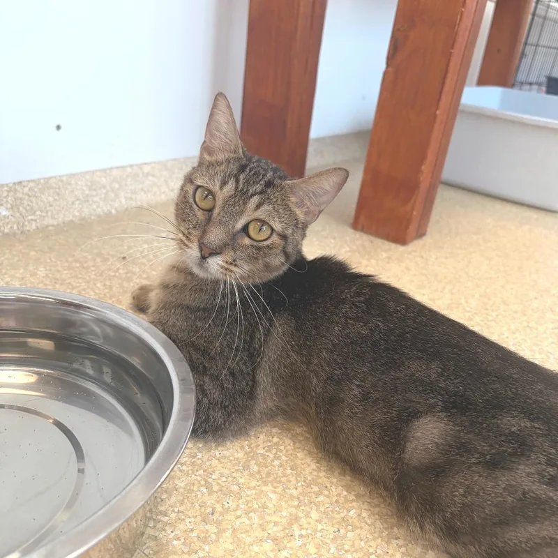 An adult medium-sized male Brown / Chocolate Domestic Short Hair cat named Ronaldo for adoption in Deerfield, IL