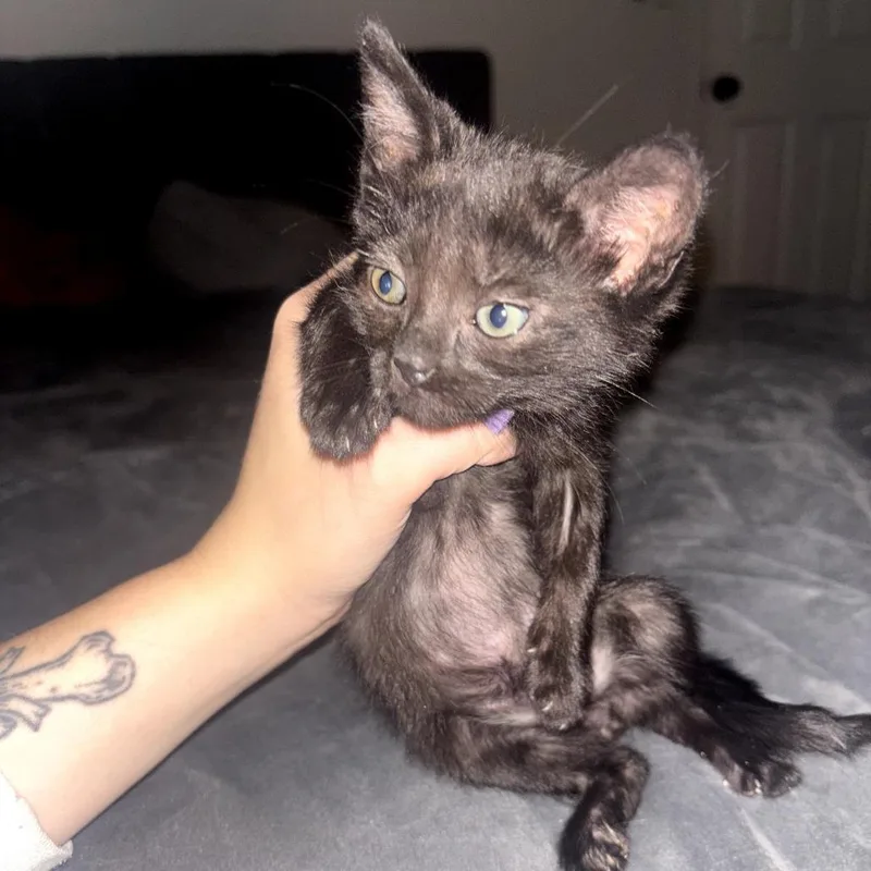 A baby small-sized male Black Domestic Short Hair cat named Milo for adoption in Long Beach, CA