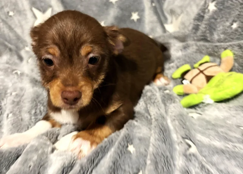 A baby small-sized male Brown / Chocolate Chiweenie dog named Luke for adoption in Oakdale, CA