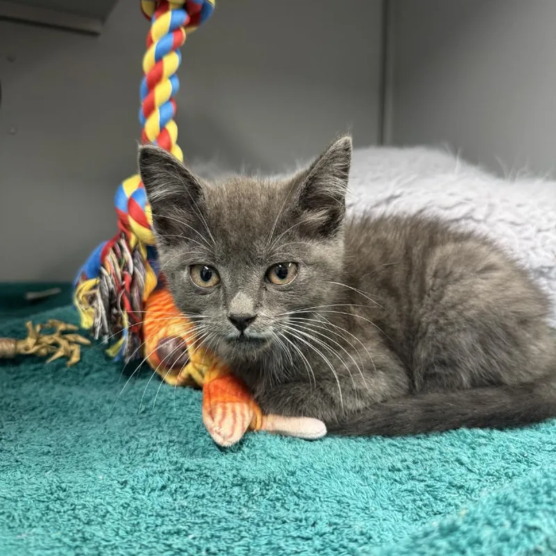 A baby small-sized male Gray / Blue / Silver Domestic Short Hair cat named Frodo for adoption in Columbus, NC