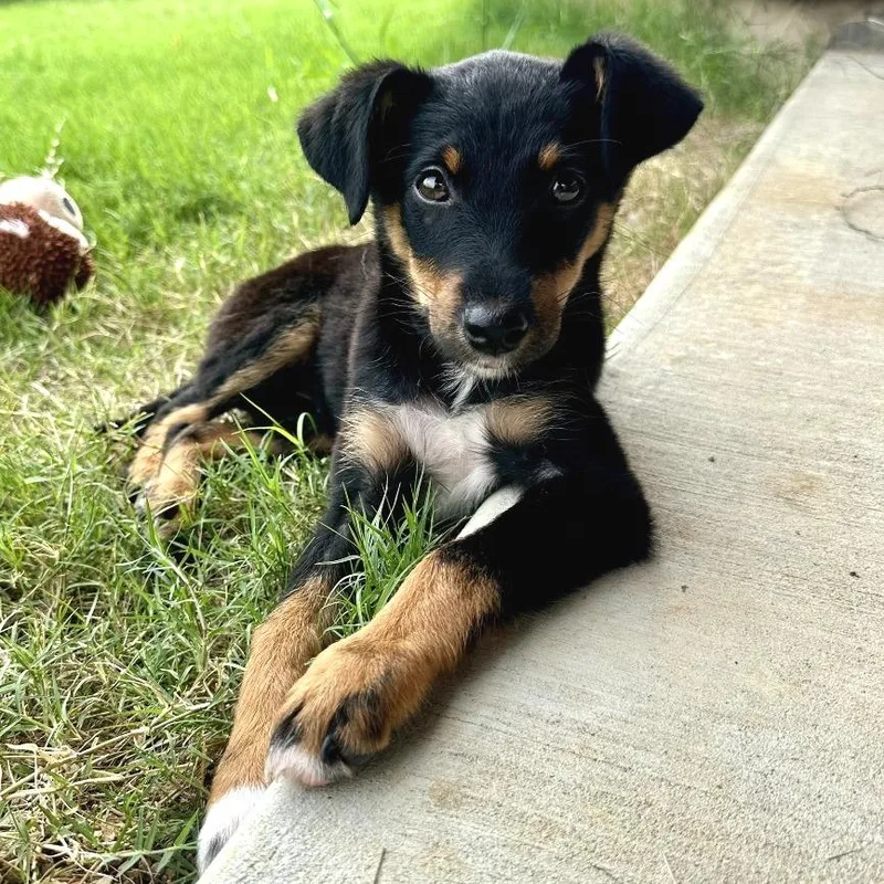 A baby medium-sized female Tricolor (Brown, Black, & White) Miniature Pinscher dog named Mouse for adoption in Chattanooga, TN