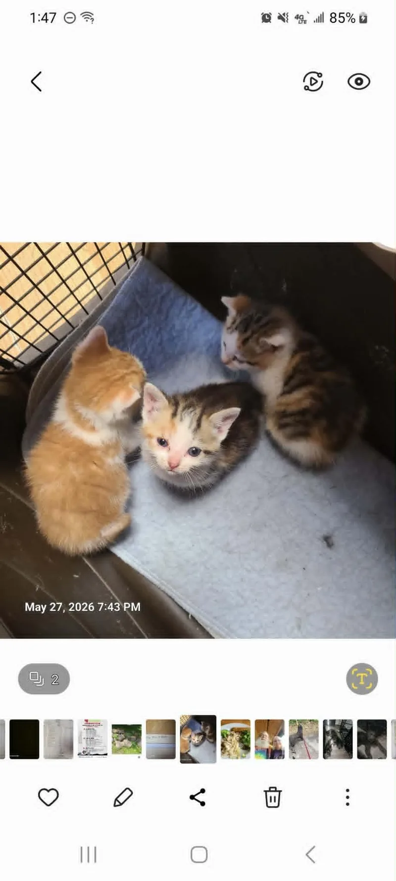 A baby medium-sized female Domestic Short Hair cat named Penny Flora And for adoption in Waynetown, IN