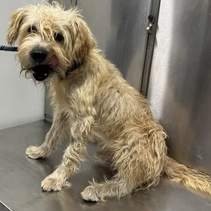 An adult medium-sized male Wheaten Terrier dog named Benny for adoption in Converse, TX