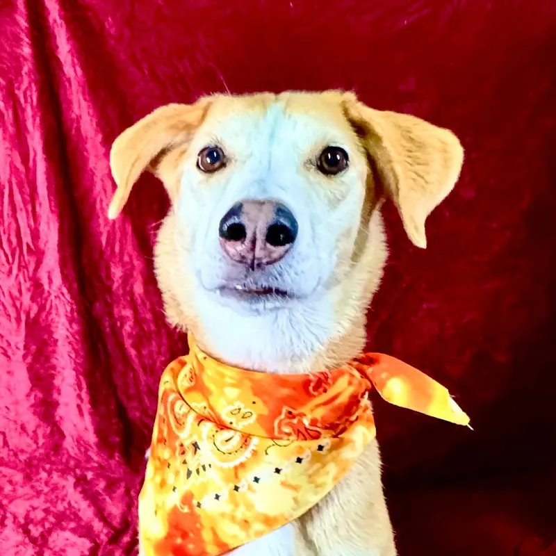 An adult medium-sized female American Foxhound dog named Pookie for adoption in Franklin, NC
