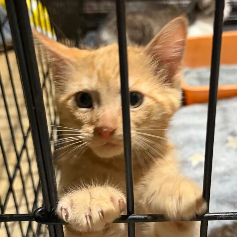 A baby small-sized male American Bobtail cat named Ali for adoption in mount vernon, AR
