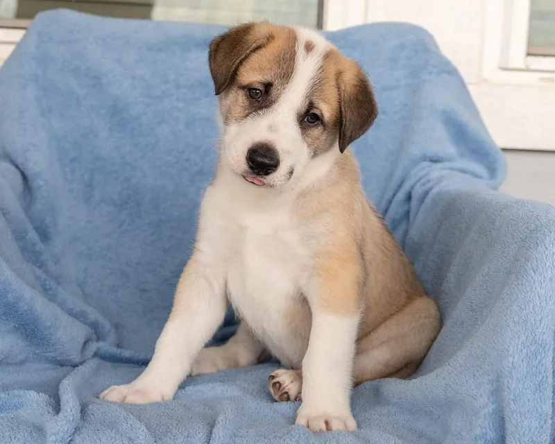 A baby medium-sized male Black Anatolian Shepherd dog named Apelido for adoption in Pflugerville, TX