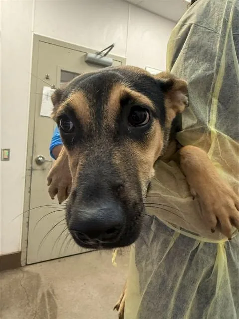 A young large-sized female German Shepherd Dog dog named Lucky for adoption in Tucson, AZ