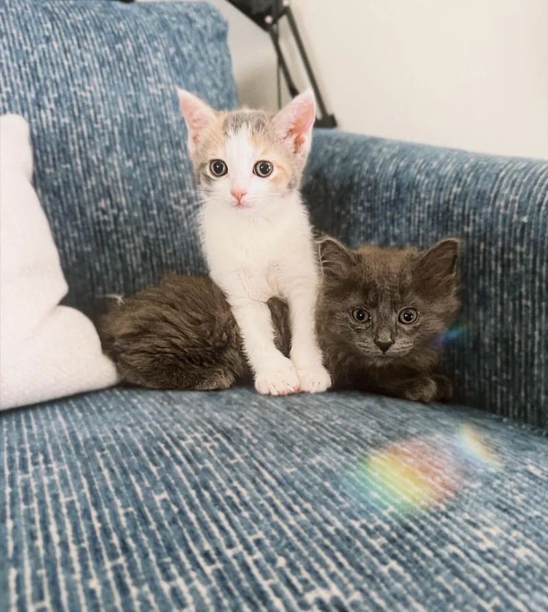 A baby medium-sized female Gray / Blue / Silver Domestic Long Hair cat named Trudy & Tilly for adoption in LEETONIA, OH