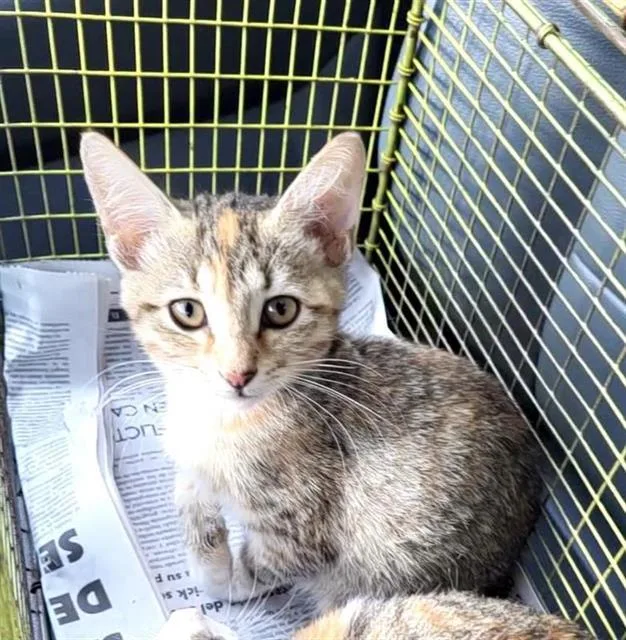 A baby small-sized female Domestic Short Hair cat named Betty for adoption in San Antonio, TX