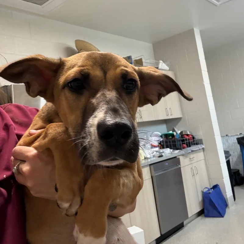 A baby medium-sized female Brown / Chocolate Mixed Breed dog named Lana for adoption in Englewood, FL