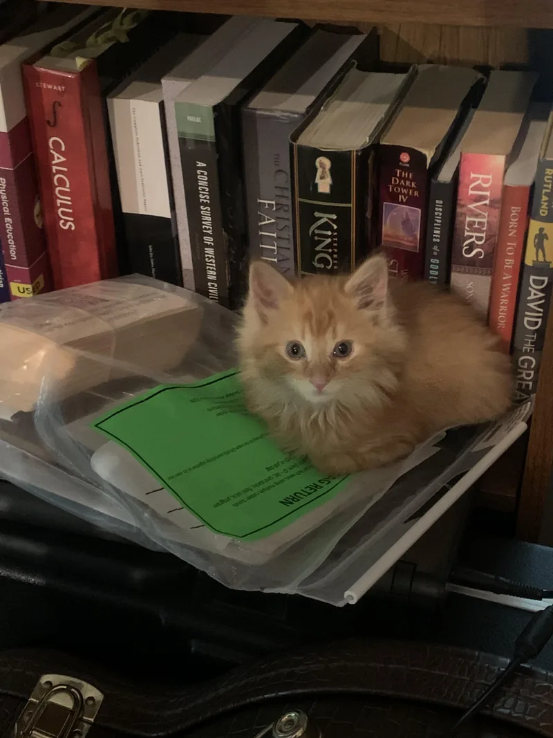 A baby small-sized male Tabby (Orange / Red) Domestic Short Hair cat named Scout for adoption in West Mifflin, PA