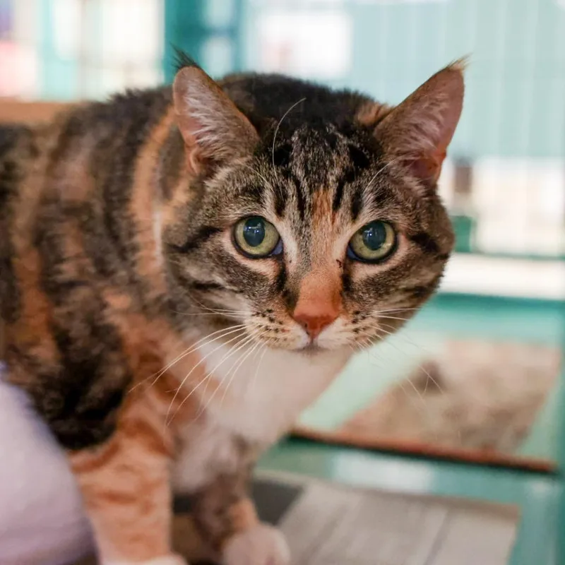 A senior large-sized female Torbie Domestic Short Hair cat named California Girl for adoption in Santa Barbara, CA