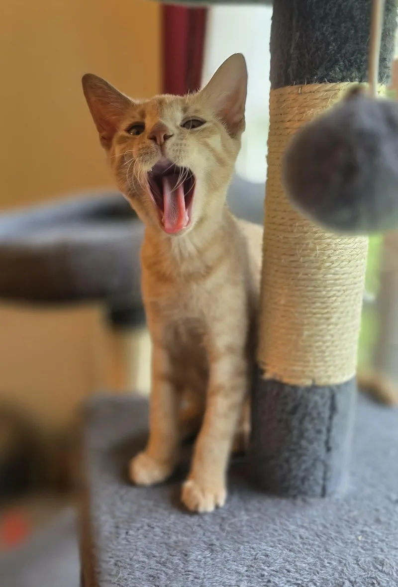Lucy