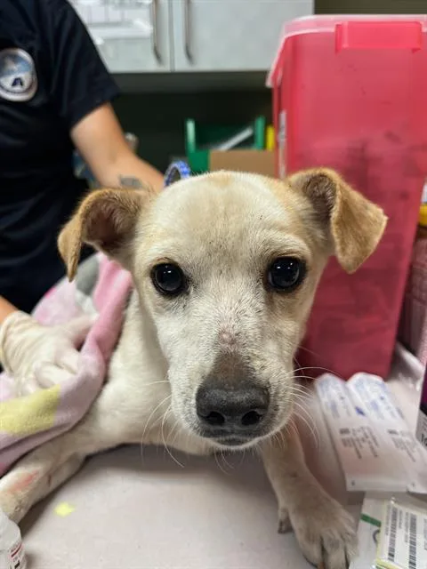A young small-sized male Mixed Breed dog named Edgar for adoption in Jacksonville, FL
