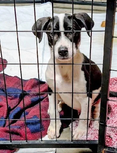 A baby medium-sized male Hound dog named Banjo for adoption in Scottsburg, IN