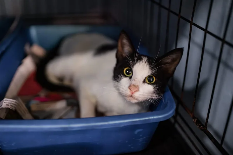 A young medium-sized female Domestic Short Hair cat named Valentina Rue for adoption in San Juan, PR