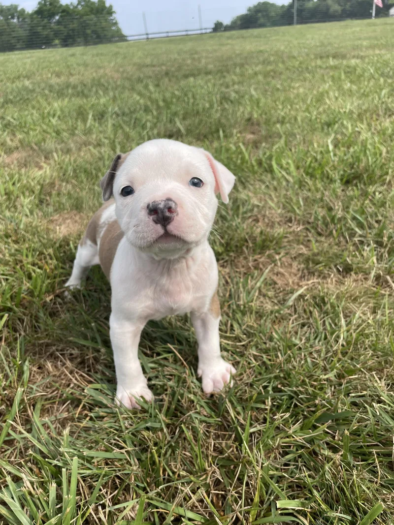A baby large-sized male Pit Bull Terrier dog named Mickey for adoption in Hamilton, NJ