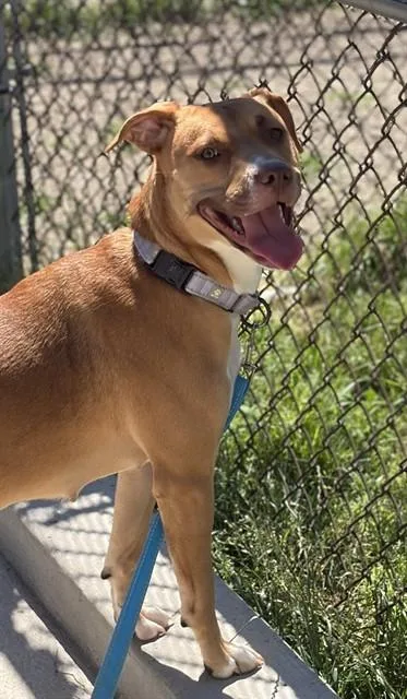 A young medium-sized female American Bulldog dog named Rosalita for adoption in Aliquippa, PA