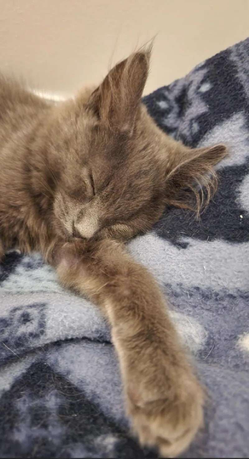 A baby medium-sized male Domestic Medium Hair cat named Fitzwilliam Grey for adoption in Beltsville, MD