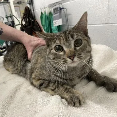 An adult medium-sized female Domestic Short Hair cat named Vix for adoption in Worcester, MA