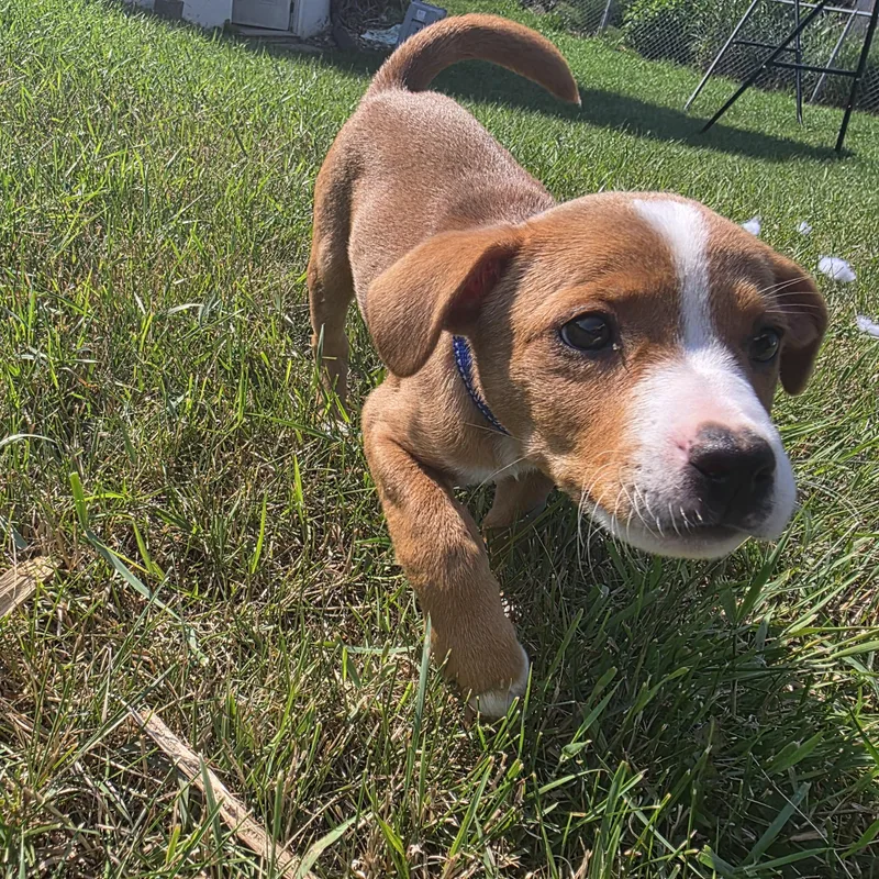 A baby medium-sized male Apricot / Beige Mixed Breed dog named Charlie for adoption in Sioux Falls, SD