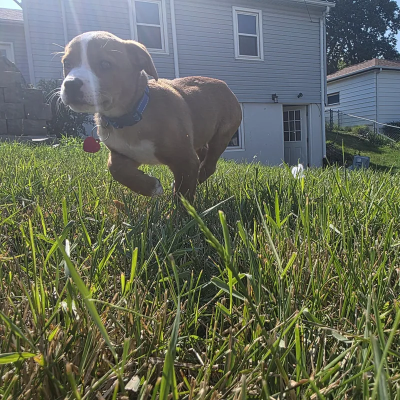 Charlie thumbnail 2