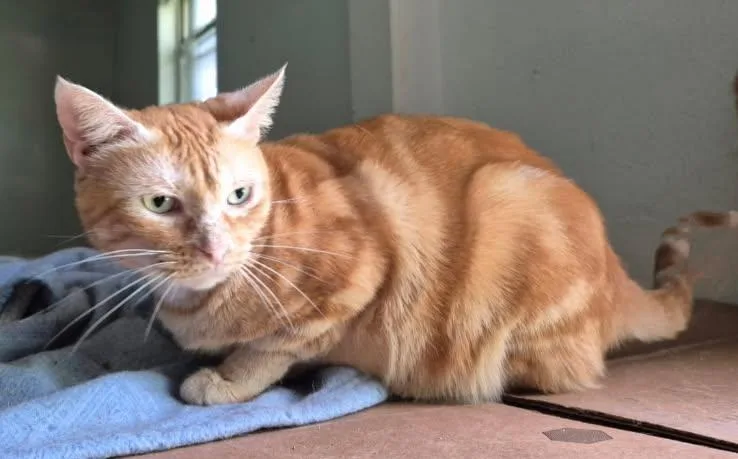 Momma Mia! thumbnail 2