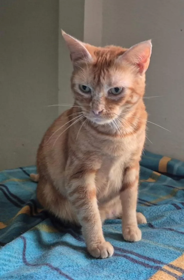 Momma Mia! thumbnail 3