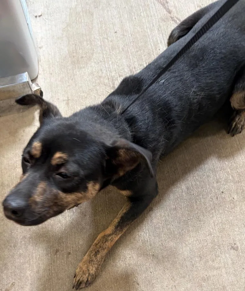 An adult medium-sized female Shepherd dog named Mistie for adoption in Gillette, WY
