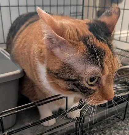 An adult large-sized female Domestic Short Hair cat named Holly for adoption in Shawano, WI