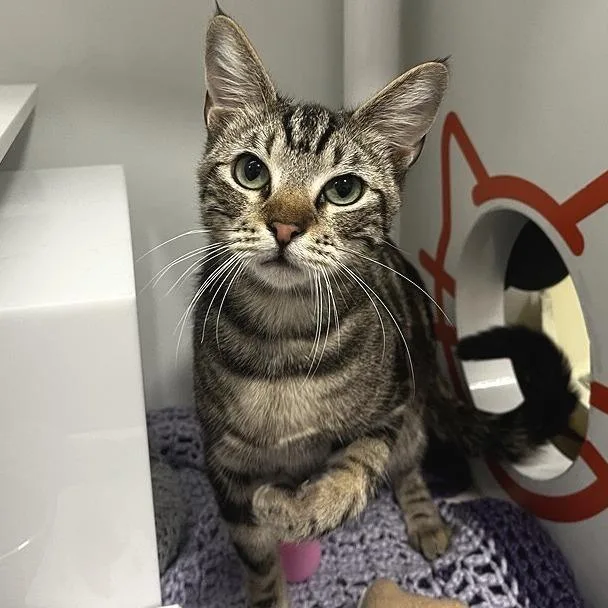 A young medium-sized male Domestic Short Hair cat named Link for adoption in Los Angeles, CA